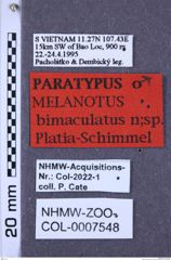 Etiketten zu Melanotus bimaculatus (NHMW-ZOO-COL-0007548)